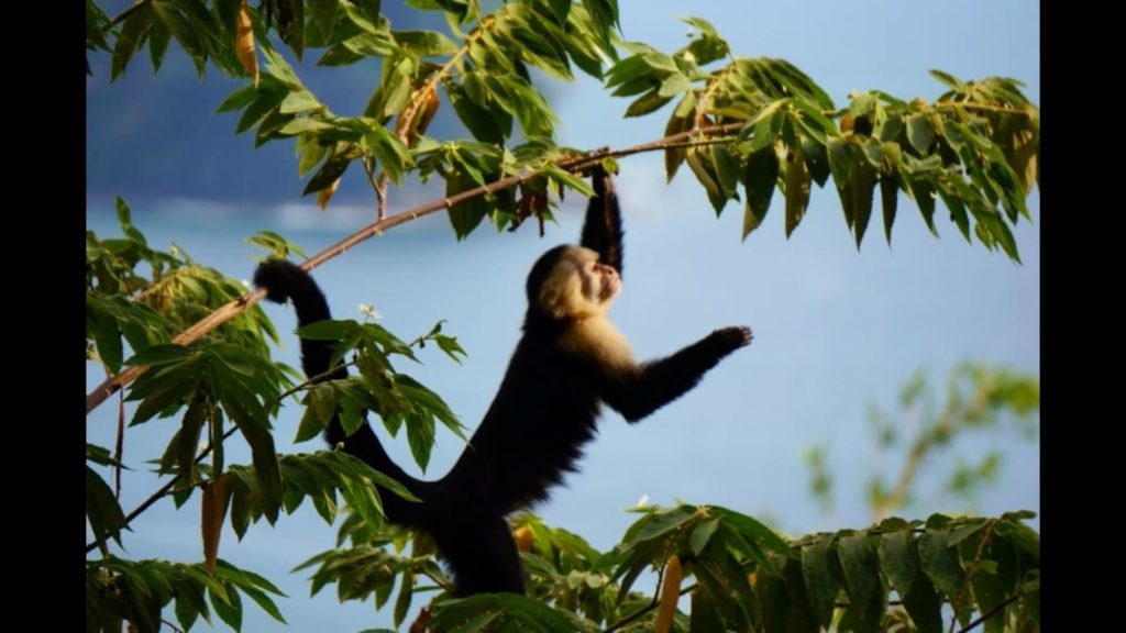 White-face capuchins are one of three monkey species that will visit you in this luxury vacation home.