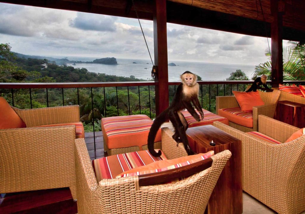 Even the monkeys cannot resist dropping by and hanging out for a while in the luxury living area.