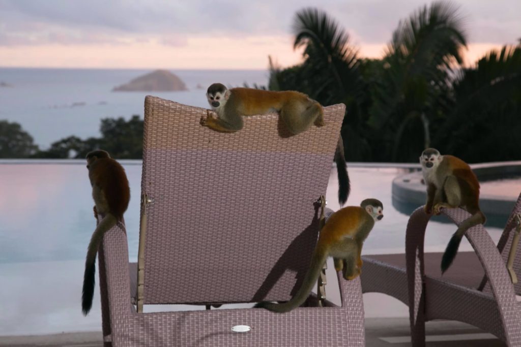The monkeys like gathering by the pool to keep you company.