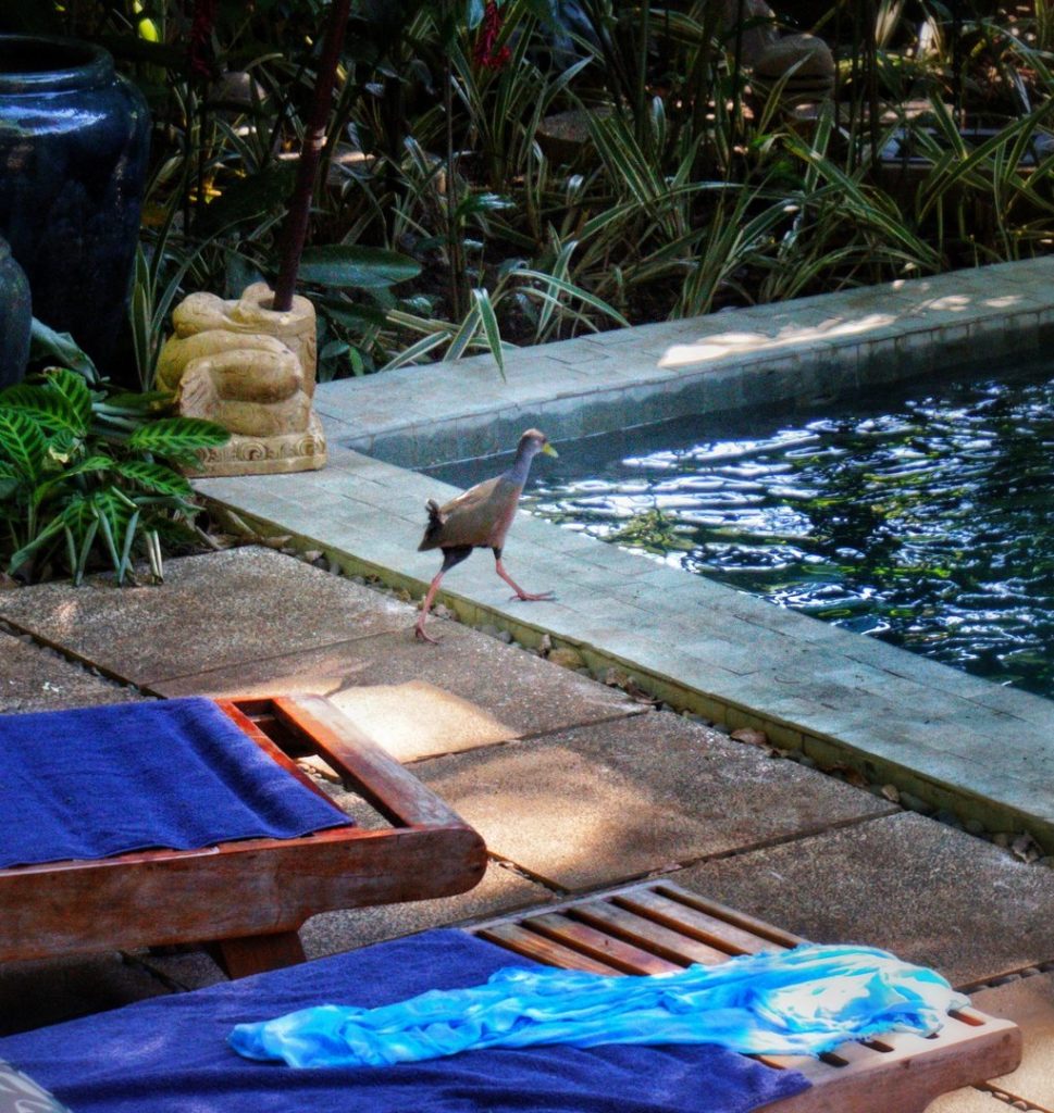 The villa has a great variety of wildlife that comes to visit.