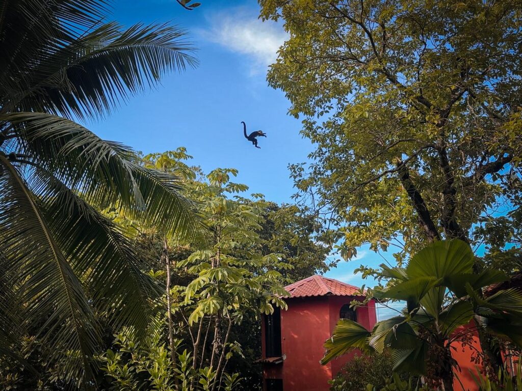 Share the land with playful monkeys and exotic wildlife that roam the treetops.