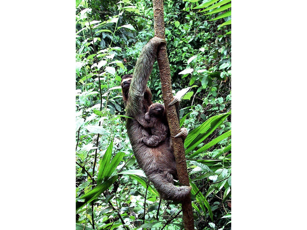 Sloths frequent the area and can be seen on any of the local guided tours.