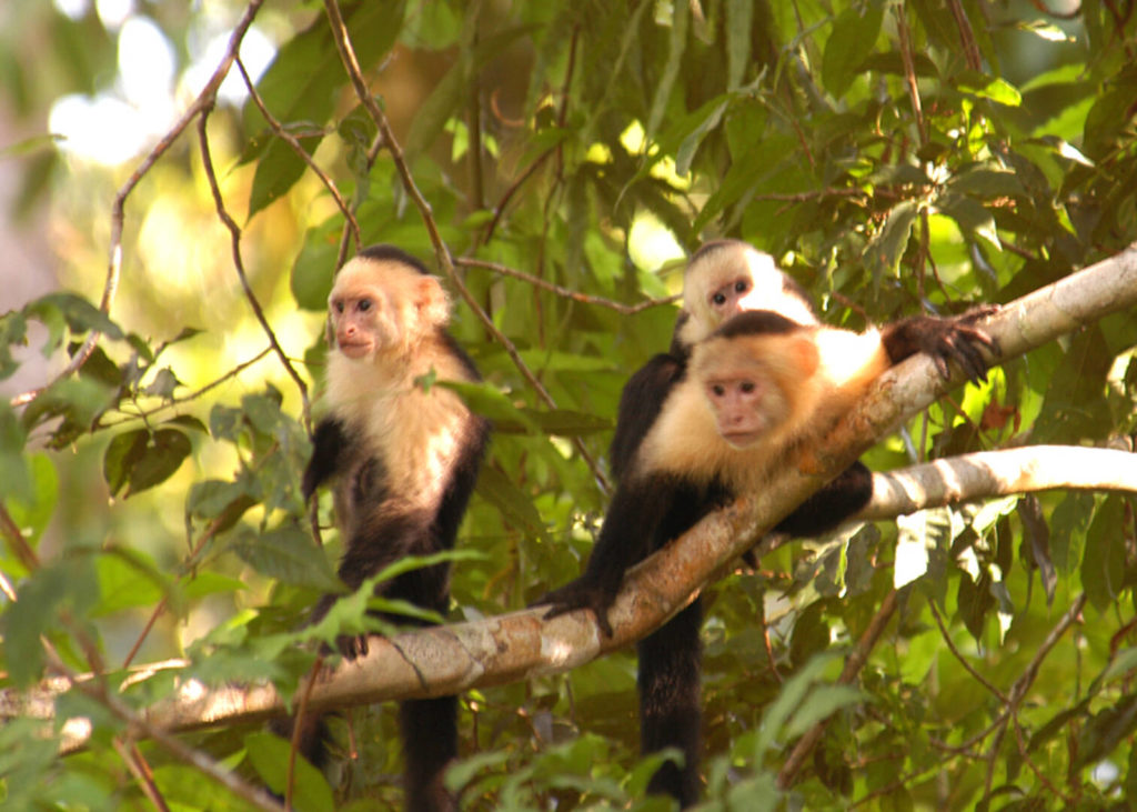 Watch out for cheeky families of white face capuchins!